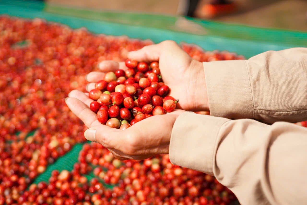 Cà phê Khe Sanh là sự kết hợp hoàn hảo giữa thổ nhưỡng màu mỡ và khí hậu lý tưởng